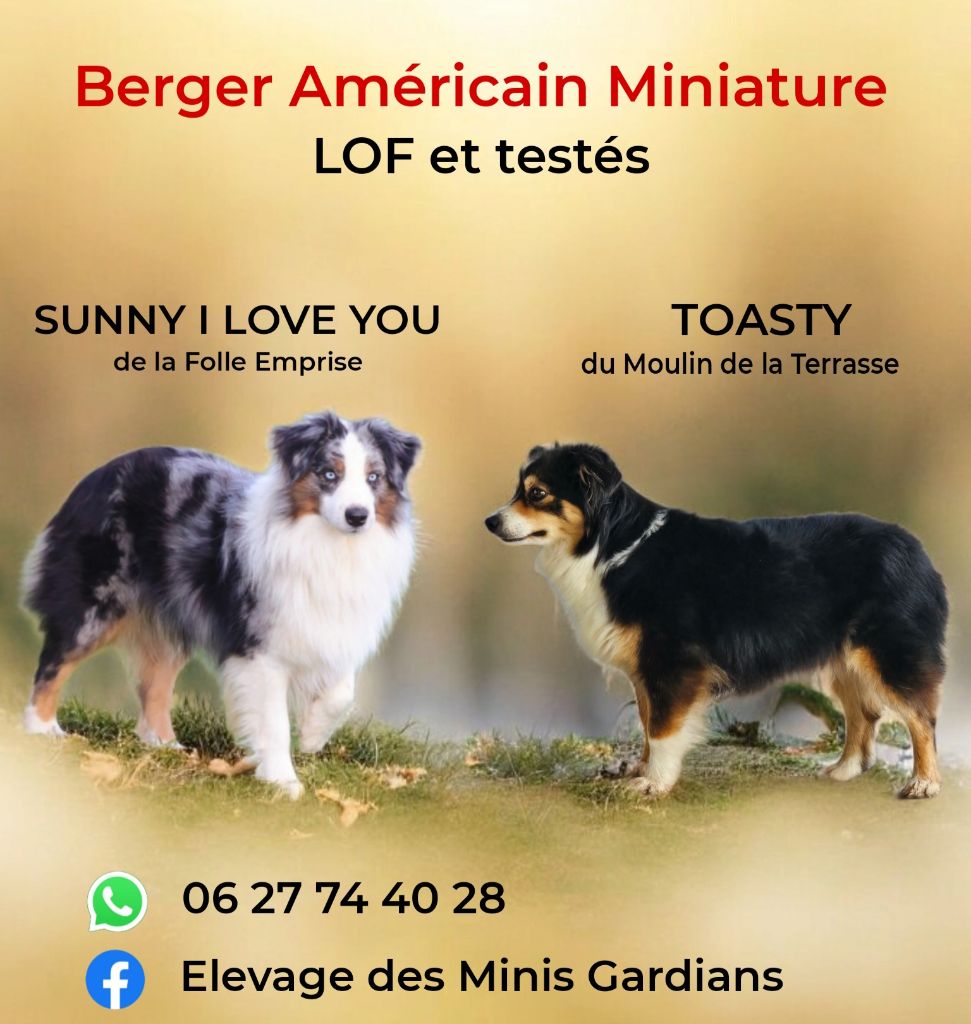 chiot Berger Américain Miniature  Mandy Dasnoy