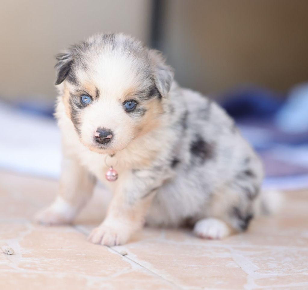 Mandy Dasnoy - Chiots disponibles - Berger Américain Miniature 
