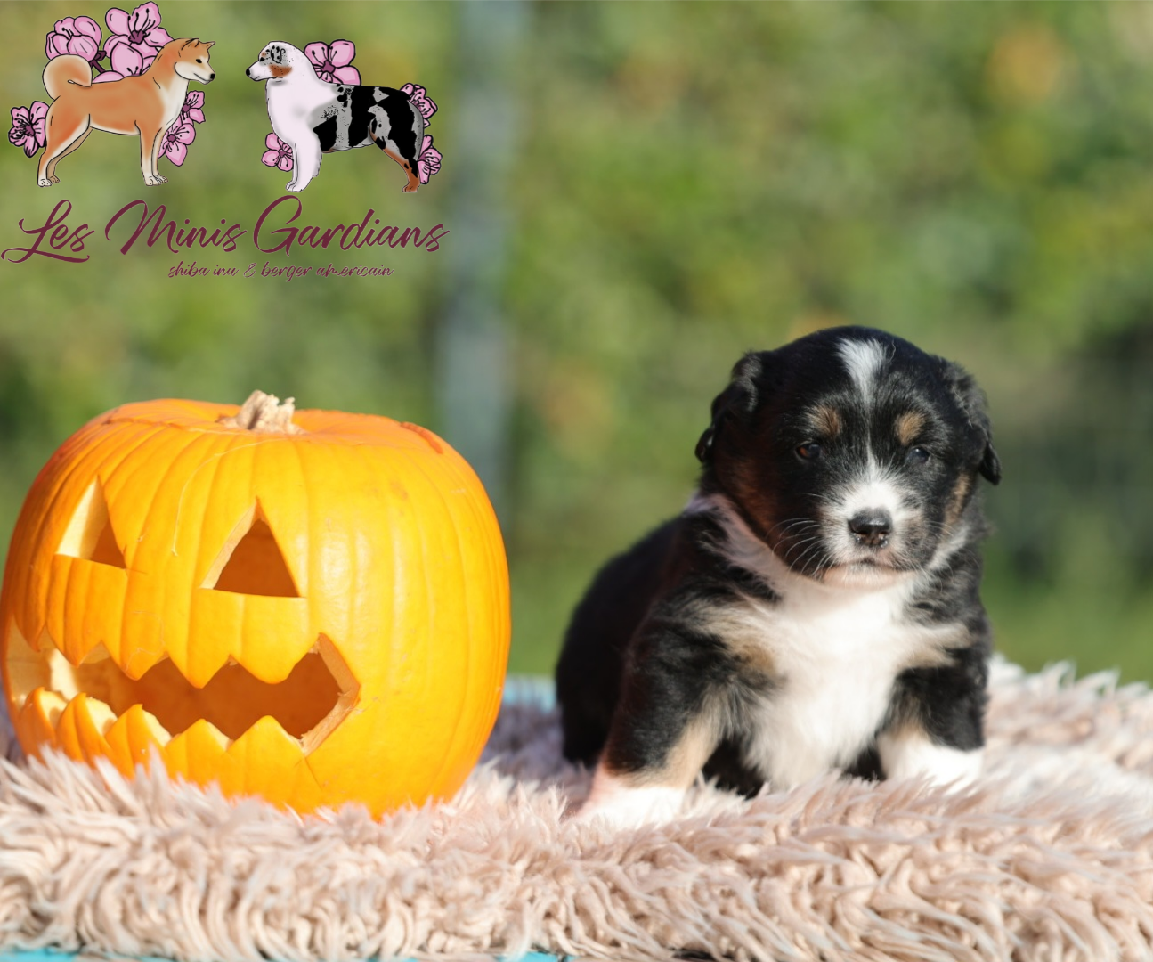 Mandy Dasnoy - Chiots disponibles - Berger Américain Miniature 