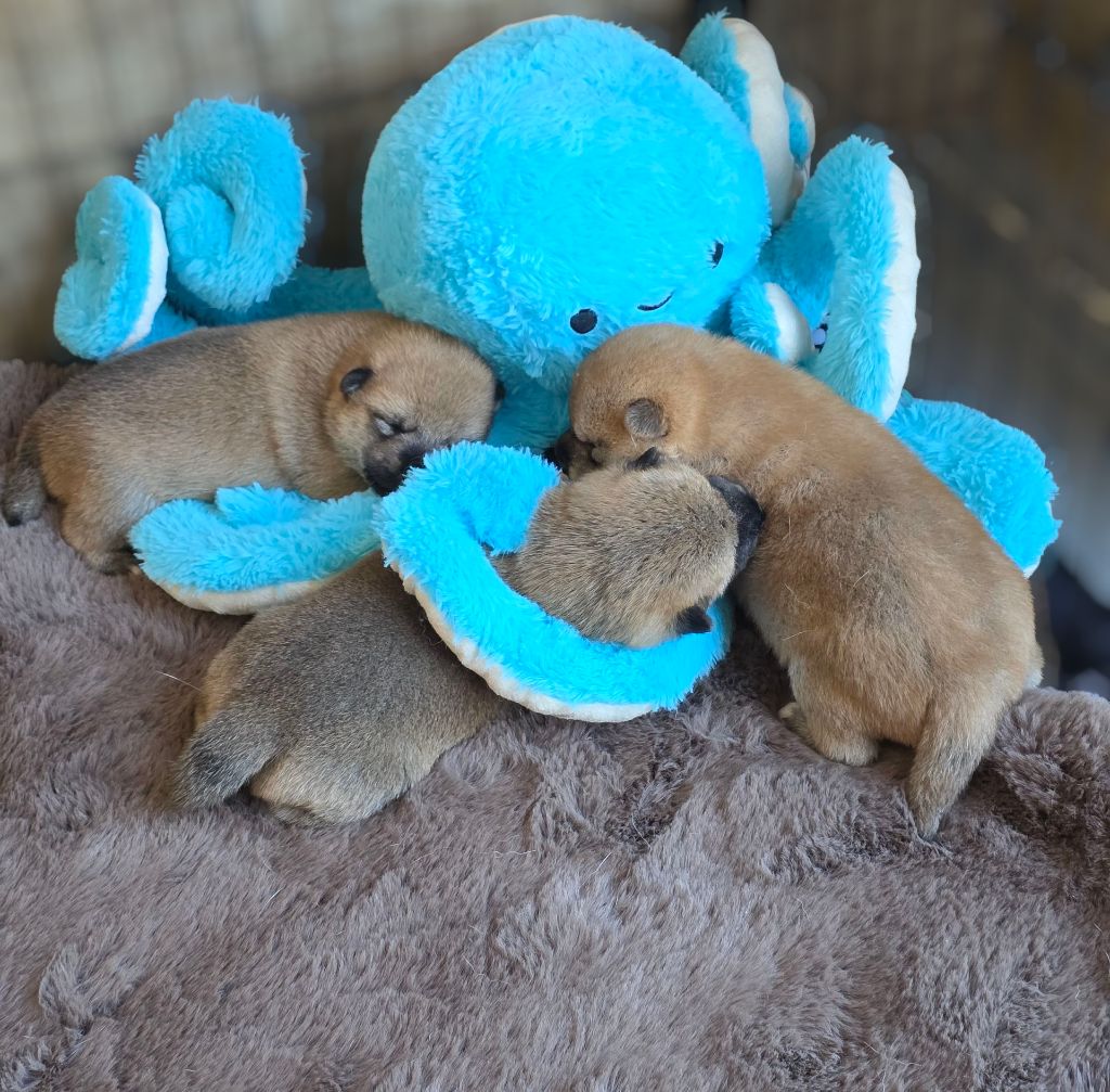 Mandy Dasnoy - Chiots disponibles - Shiba
