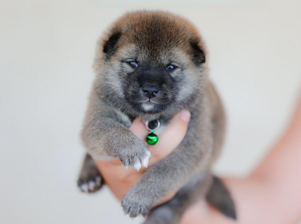 Mandy Dasnoy - Chiots disponibles - Shiba