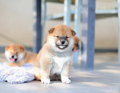 CHIOT 1