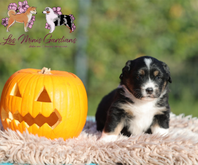 A... DES GARDIANS DES FIOLLES