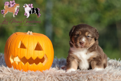 A.... des Gardians des Fiolles