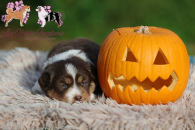 A.... des Gardians des Fiolles