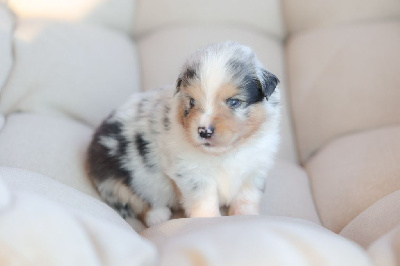 CHIOT 1