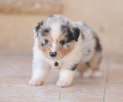 CHIOT 3