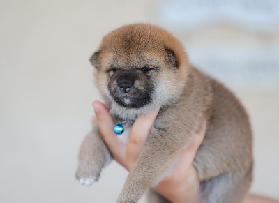 CHIOT 2