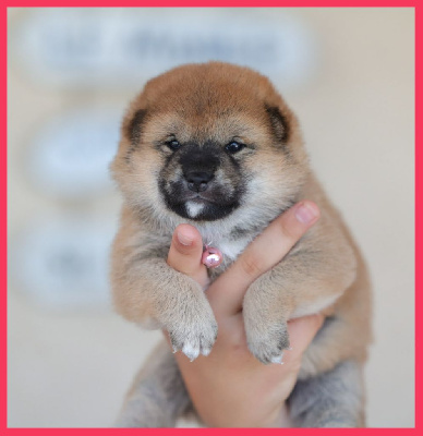 CHIOT 4
