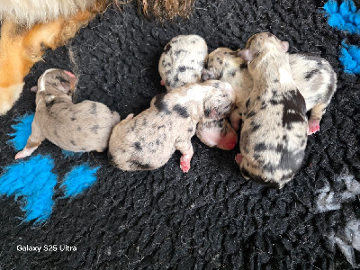 CHIOT 3