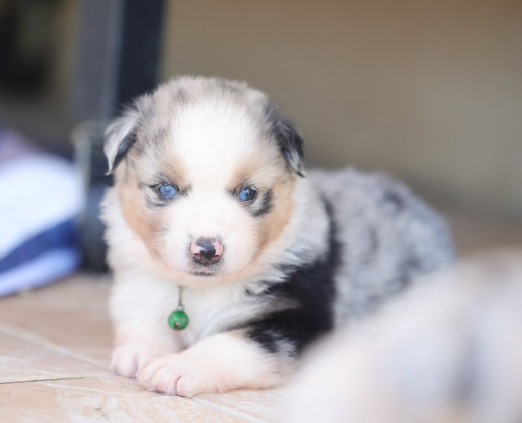 Mandy Dasnoy - Chiots disponibles - Berger Américain Miniature 