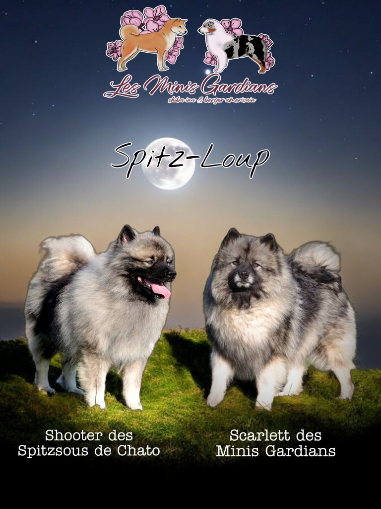 Chiot Spitz allemand Mandy Dasnoy