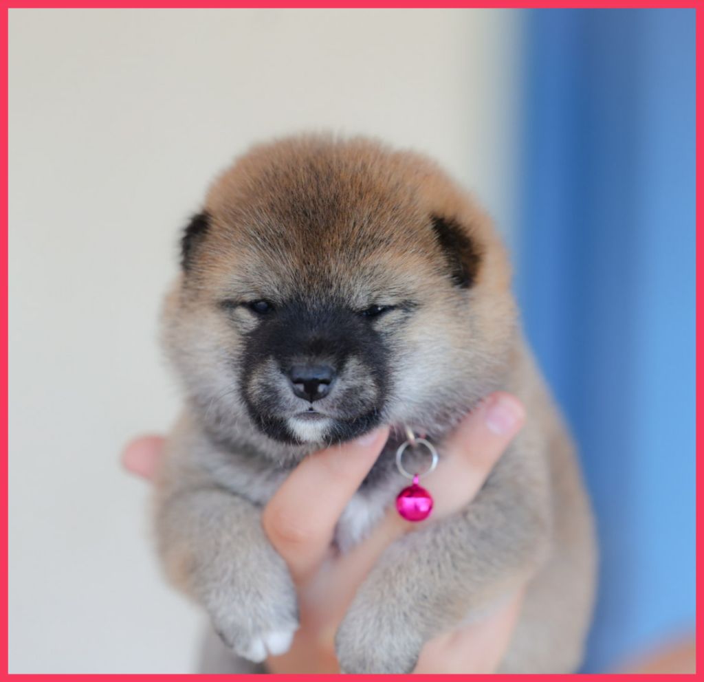 Mandy Dasnoy - Chiots disponibles - Shiba